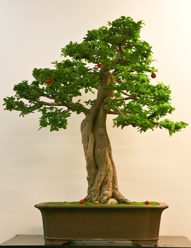 Acerola Bonsai