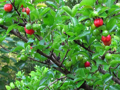 Bonsai de Acerola (Malpighia glabra)