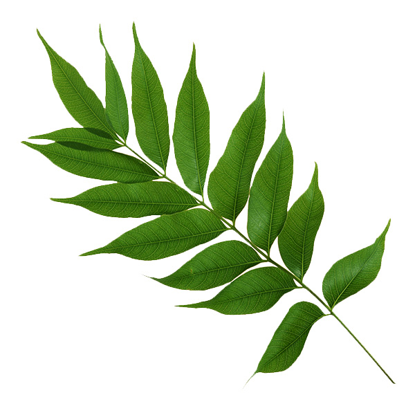Bonsai de perene de folhas largas com desenvolvimento de folhas opostas