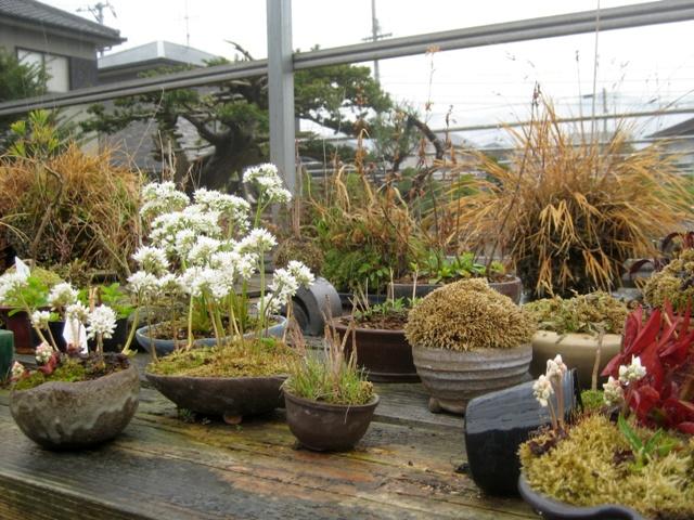 Plantas Kusamono Shitakusa do Japão