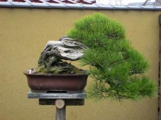 Aldeia de bonsai Kinashi