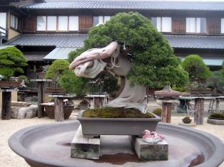 Jardim de Bonsai Shunka-en de Tóquio