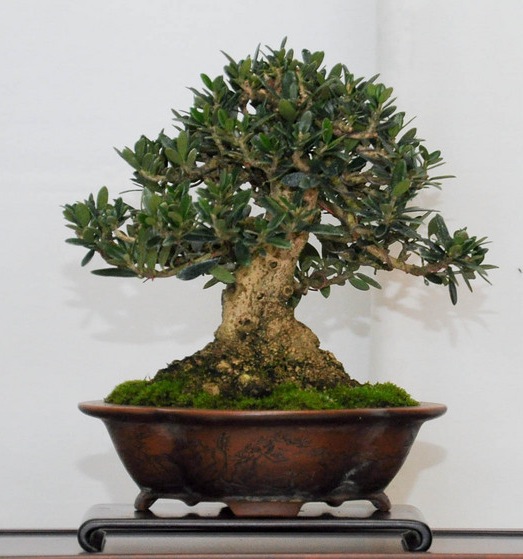 Bonsai de Oliveira