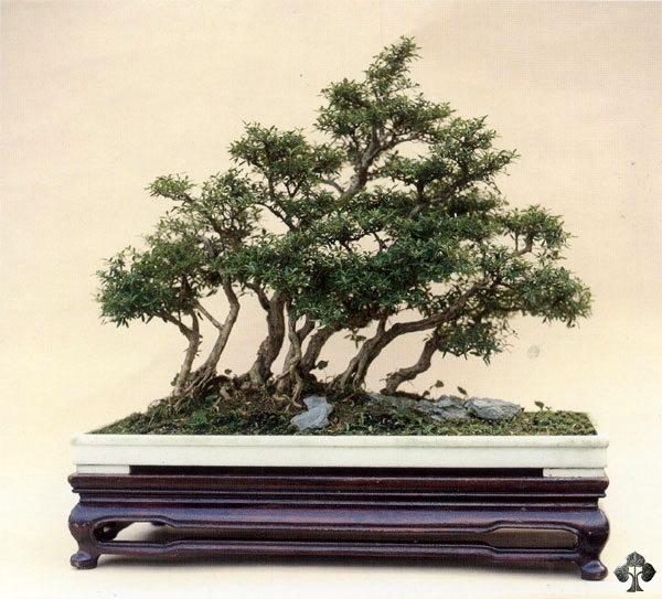 Bonsai de Serissa