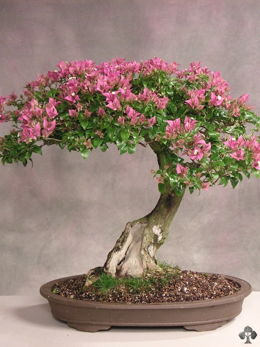 Exemplo de uma árvore de bonsai de Bougainvillea