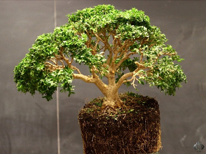 Buxus (Buxinho, Buxo Bonsai)