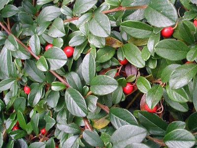 Cotoneaster bonsai