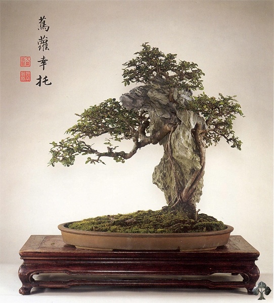 Olmo chinês (Ulmus parviflora Bonsai)