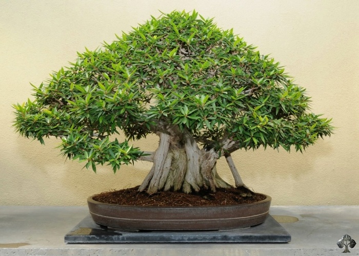 Árvore de Bonsai de Ficus (figueira)