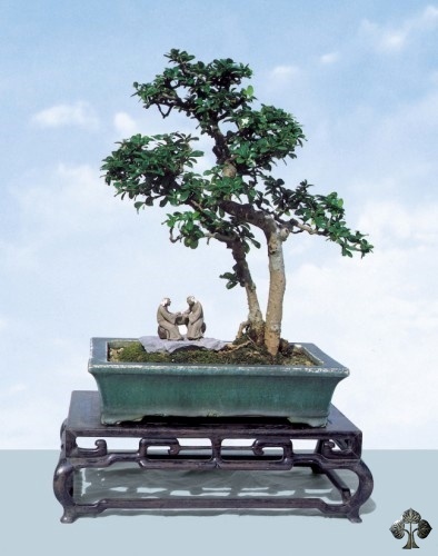 Bonsai de Chá de Fukien (Carmona)