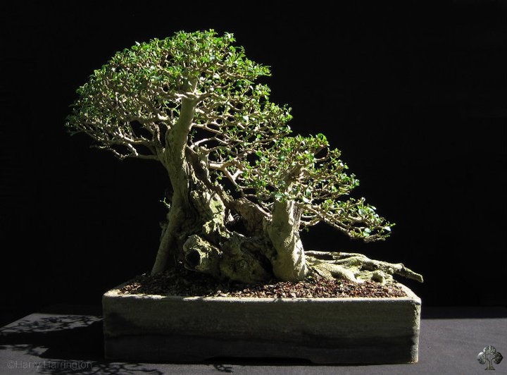 Ligustrum, Árvore de Bonsai de Ligustro, ligustrinho