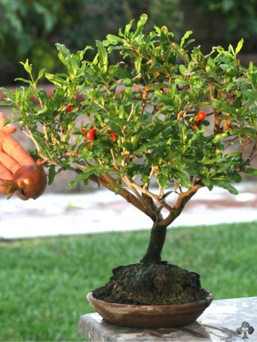 Bonsai de Romã