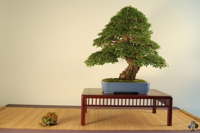 Zelkova (olmo japonês) bonsai