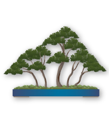 Estilo de Bonsai Yose Ue (floresta ou plantio em grupo)