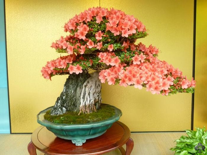 Árvore de bonsai florífera
