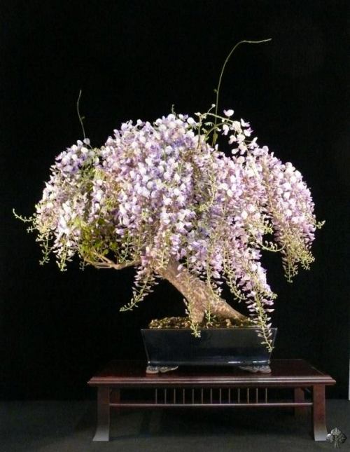Bonsai de Glicínia com flores