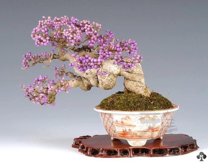 Callicarpa Japonica Bonsai with fruits