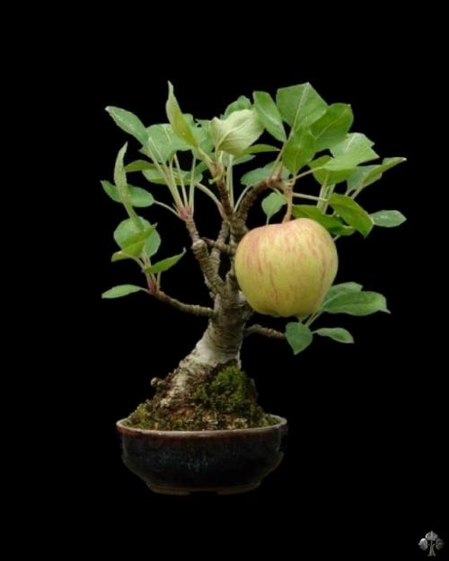 Árvore de bonsai de macieira