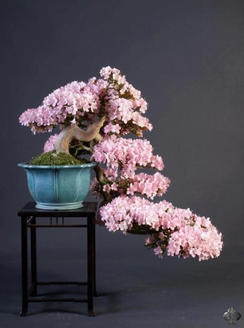 Bonsai de Azaleia com flores