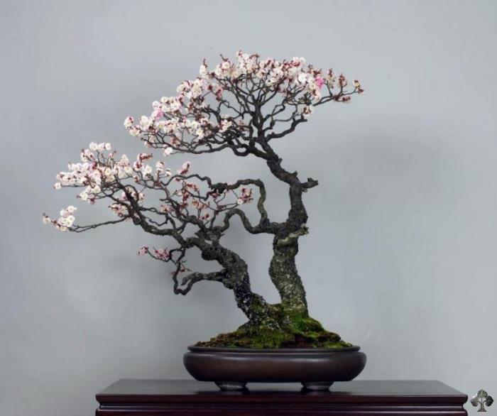 Árvore de bonsai de Prunus Mume