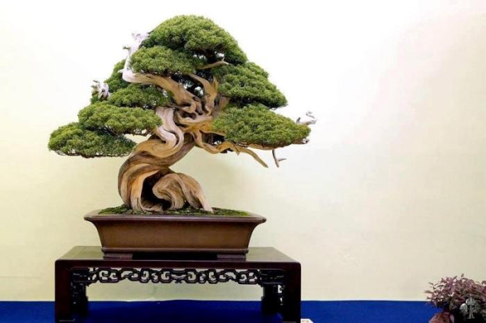 Bonsai de Junípero