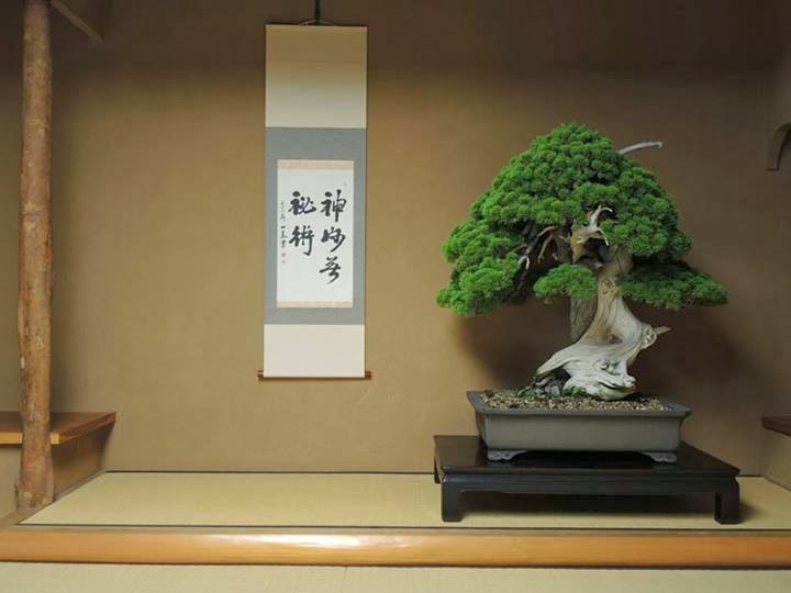Árvore Bonsai de 800 anos de idade