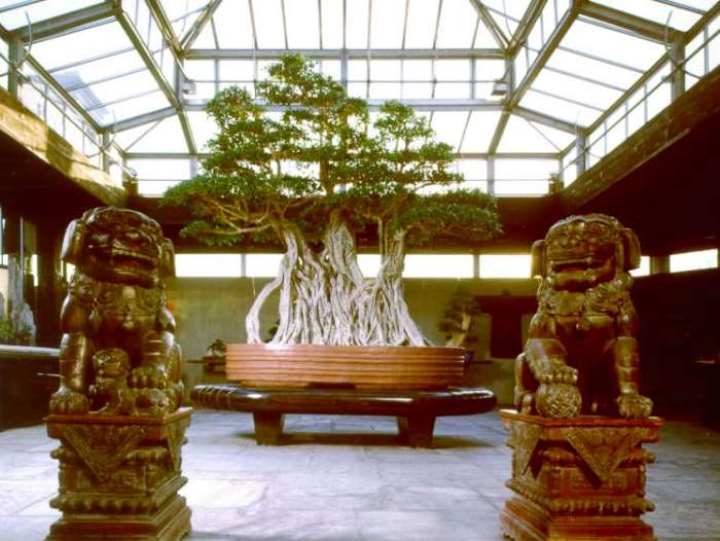 Árvore de bonsai de Ficus com mais de 1.000 anos!