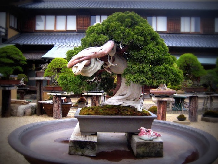 Uma árvore de Bonsai de 800 anos de idade