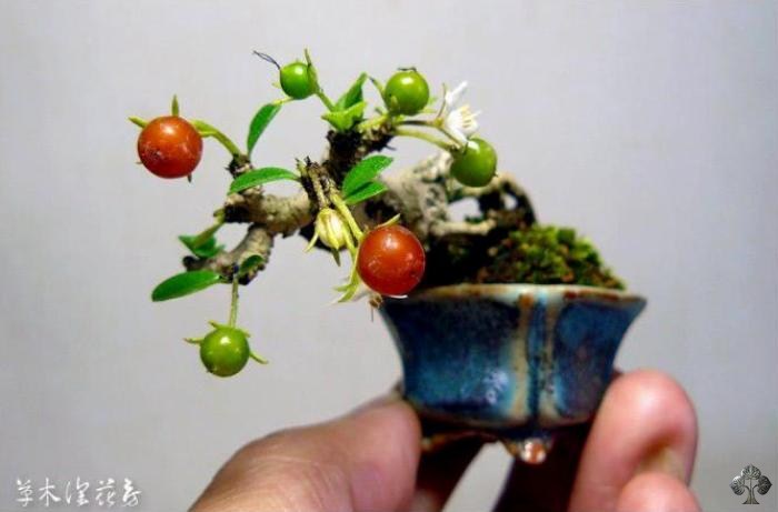 Mini bonsai