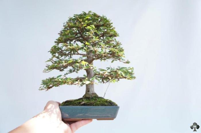 Bonsai shohin