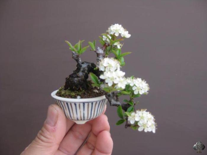 Floração de Bonsai Mame