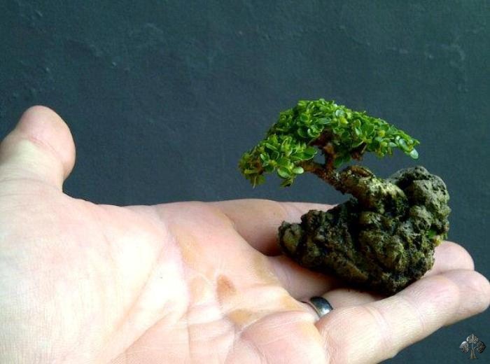 Mini bonsai na rocha