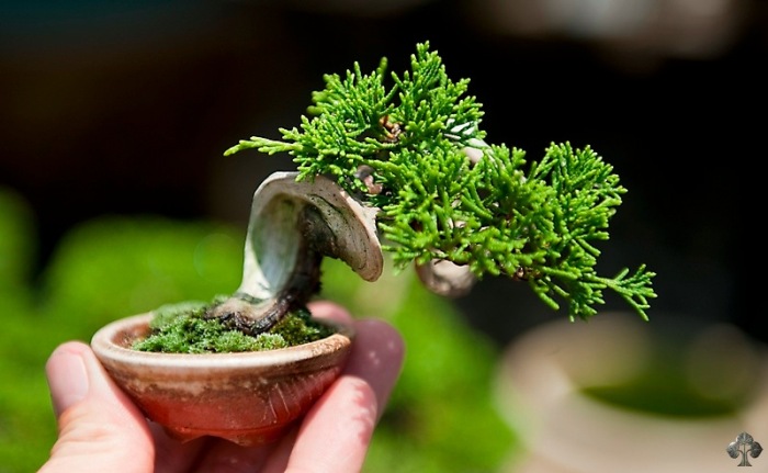 Bonsai Shohin ou Mame