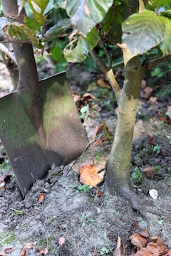 Propagação de Bonsai a partir de árvores coletadas da floresta