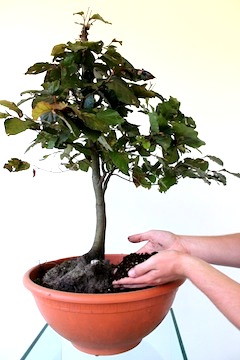 Propagação de Bonsai pela coleta de árvores de florestas