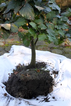 Estacas de Bonsai com um ângulo