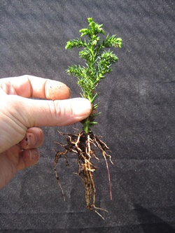 Young bonsai seedling